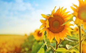 sunflowerfeatures