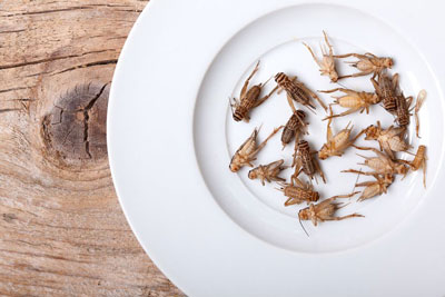 CricketProtein02