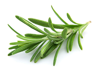 rosemary02