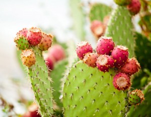 PricklyPear02