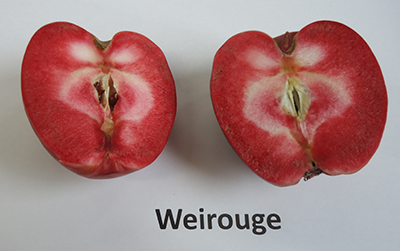 RedFlessAppleWeiroge