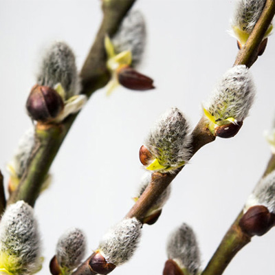 whitewillow02