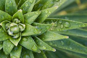 Green plant - read about sustainability and green lubricants in the Prospector Knowledge Center.