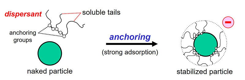 Anchoring of dispersant molecules on the surface of a pigment particle.