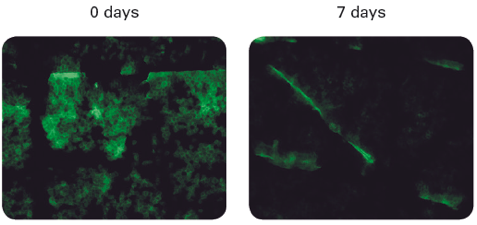 Images of reduced skin scaliness after using FENSEBIOME. Learn more about this product in the Prospector Knowledge Center.