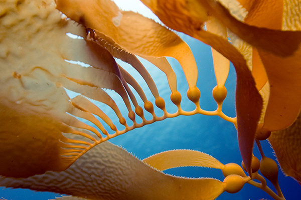 Photo of seaweed - Learn more about carrageenan