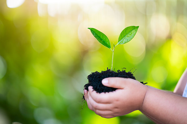 a child's hands holding a small plant in soil