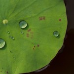 Learn about the chemistry and benefits of hydrophobic and superhydrophobic coatings in the Prospector Knowledge Center.