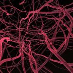 microstructural organic nano fiber closeup - learn more about biopolymers in regenerative medicine in the Prospector Knowledge Center.