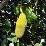 Jackfruit is a nutrient-dense fruit with growth potential in a variety of markets. Learn about the possibilities in the Prospector Knowledge Center.