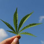 Hemp leaf against blue sky - find out how hemp and CBD oil impacts skin and personal care formulation in the Prospector Knowledge Center.