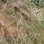 Cellulose