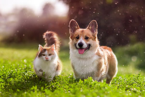 26-01-006--04--ULP-Webinar,PurePaws,Motiv-Hund-Katze,300x200px