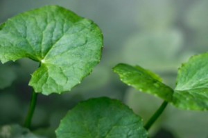 Centella 300x200