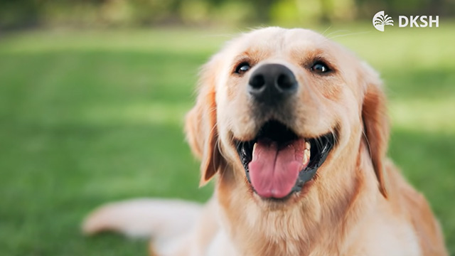 Dog laying in grass