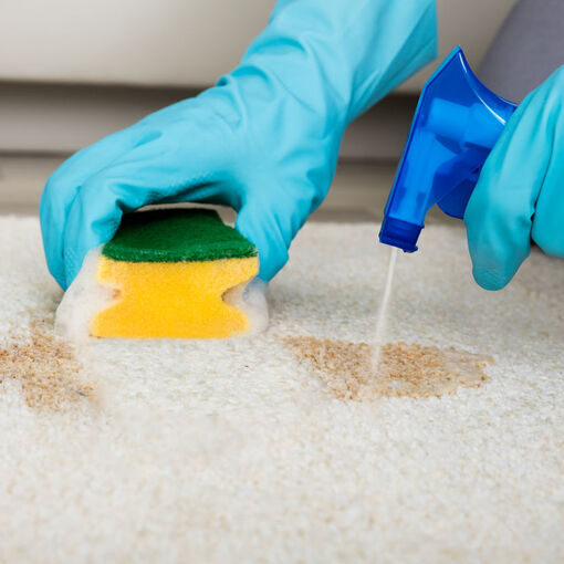 Close-up Of Person's Hand Cleaning Stain With Sponge On Carpet