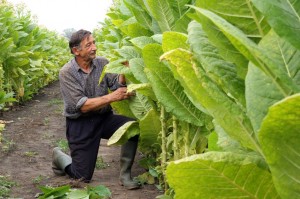 Click to enlarge. Normal tobacco plants grow to about 5 feet in height, as seen here. German researchers recently discovered a mutant plant that grows to over 26 feet tall.