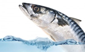 mackerel