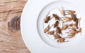 Insects as a protein source? Food expert Jill Frank discusses the alternative, sustainable protein options in this Prospector Industry Insights podcast.