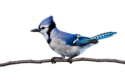 BlueJay02