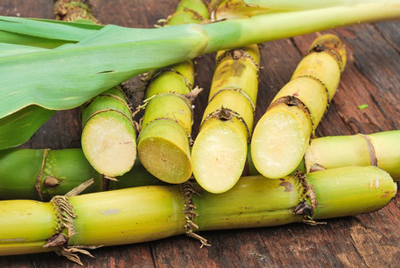 Sugarcane01