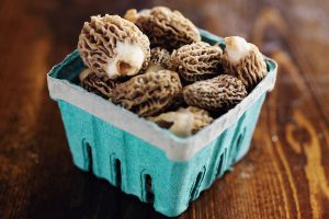 freshly picked morel mushrooms in basket