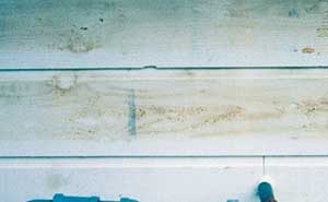 Figure 1. Tannin staining1 (Sherwin-Williams)