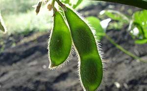 Learn about global soy sustainability certification efforts, and the growing interest in developing soy beyond the traditional food industry. All in the Prospector Knowledge Center.