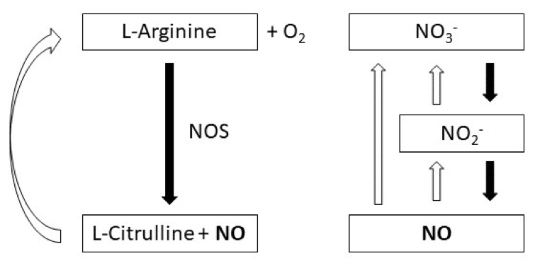 Learn the impact of nitrate supplementation on exercise performance, and how beetroot ingredients could be used as an alternative.