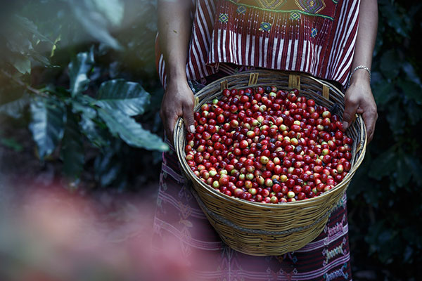 Fair trade coffee beans - learn about fair trade food trends in the Prospector Knowledge Center.