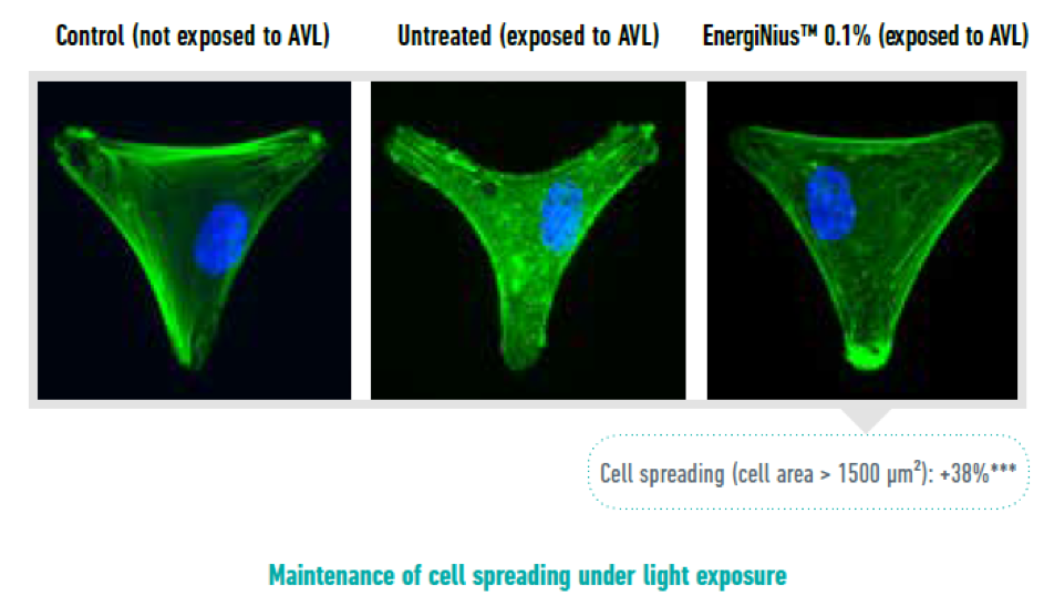 Maintenance of cell spreading under light exposure - learn more about Gattefosse EnergiNius in the Prospector Knowledge Center.