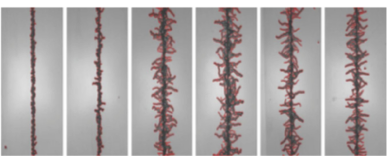 Filiform Corrosion on Coated Aluminum - learn about exterior aerospace coatings in the Prospector Knowledge Center.