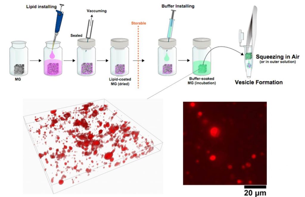 Schematic image of giant vesicles squeezed out from marshmallow gel. Learn about new applications of medical silicones in the Prospector Knowledge Center.