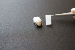 Photo of the white beetle Cyphochilus insulanus - Learn more about brilliant white pigments