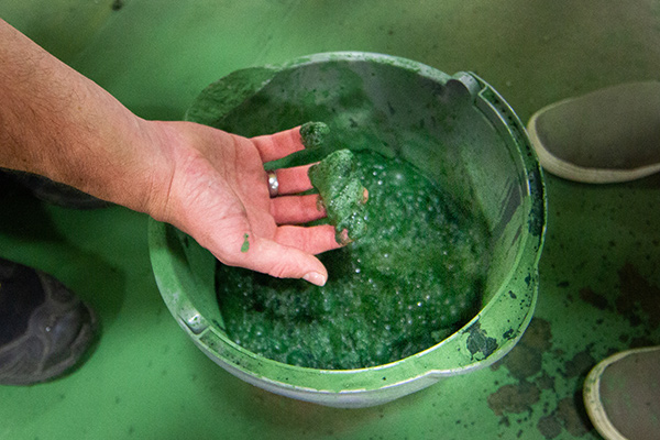 The green, gooey algae sludge before it is processed - Learn more about harvesting algae
