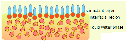 imge depicting surfactant layer - Learn more about surfactants