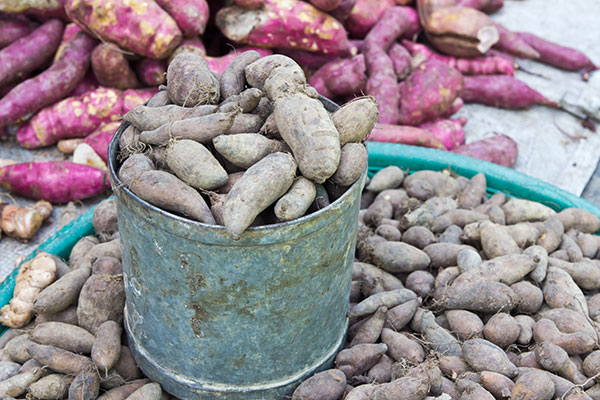 photo of yacon root - learn more about inulin