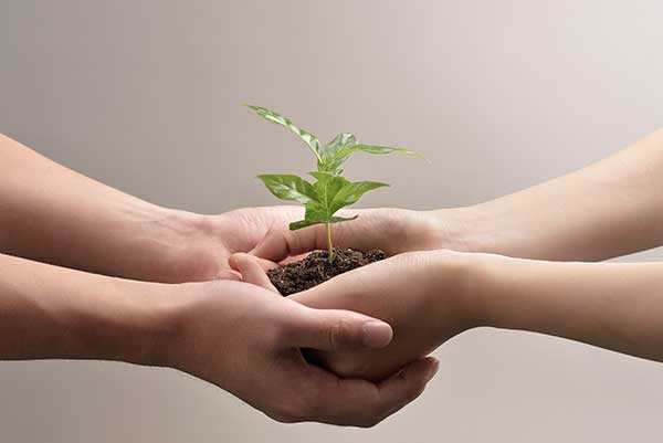 Two pairs of hands holding a seedling