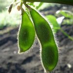 Learn about global soy sustainability certification efforts, and the growing interest in developing soy beyond the traditional food industry. All in the Prospector Knowledge Center.