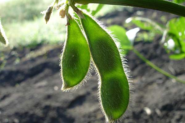 Learn about global soy sustainability certification efforts, and the growing interest in developing soy beyond the traditional food industry. All in the Prospector Knowledge Center.