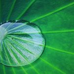 Lotus leaf with water drop - learn how the lotus effect applies to formulating hydrophobic coatings in the UL Prospector Knowledge Center.