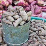 photo of yacon root - learn more about inulin