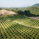 Palm tree farm - Learn more about palm oil in cosmetics