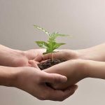 Two pairs of hands holding a seedling