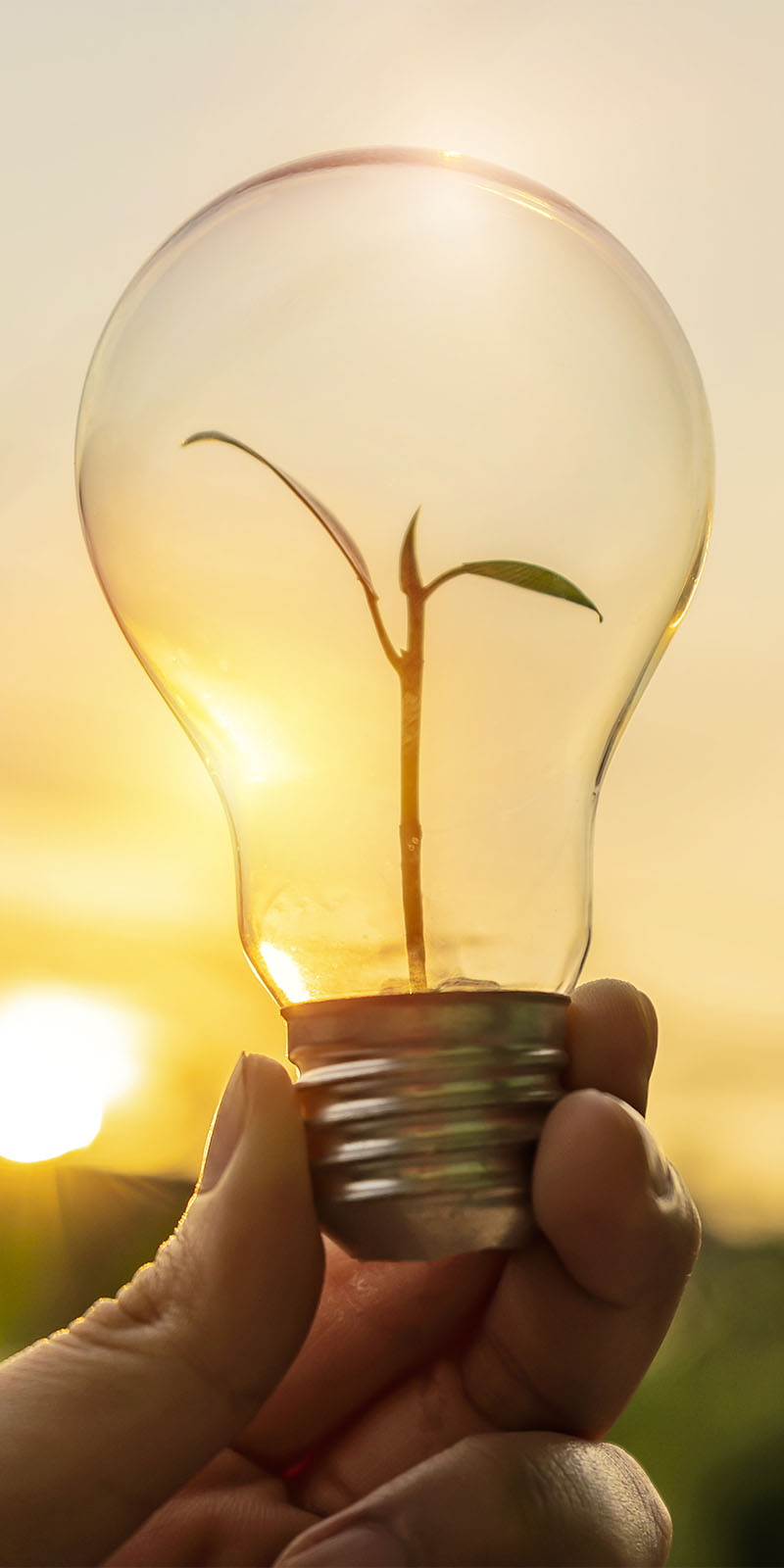 Hand holding light bulb with sprout
