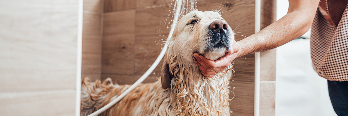 Dog being washed